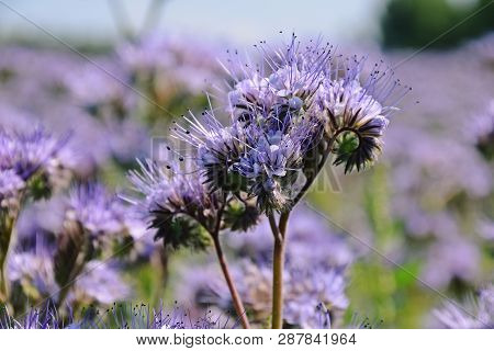 Honey Flowers Of Phacelia In Summer, Purple Flowers