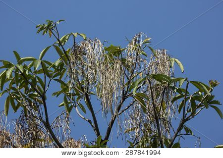 Brown Pods Of  Blackboard Tree