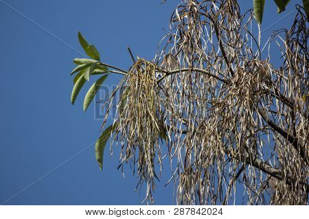 Brown Pods Of  Blackboard Tree