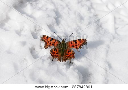 Beautiful Bright Butterfly On The White Snow. Winter And Summer Symbols On The One Picture; Nature M