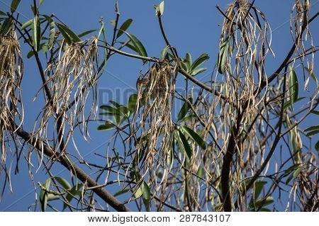 Brown Pods Of  Blackboard Tree