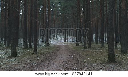 Road In The Pine Forest, Retro Vintage Look, 16x9