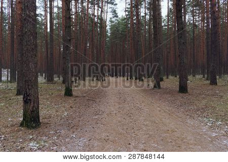 Road In The Pine Forest, Retro Vintage Look