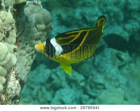 Racoon Butterflyfish (kikakapu)