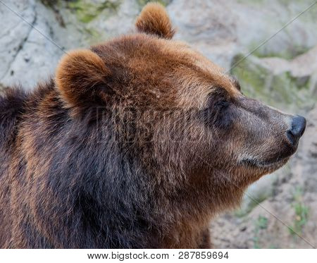European Brown Bear In The Outdoors And Close-up