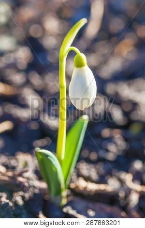 Beautiful White Flower One Snowdrop Close Up, Bokeh Background, Soft Focus. First Spring Flower Gala