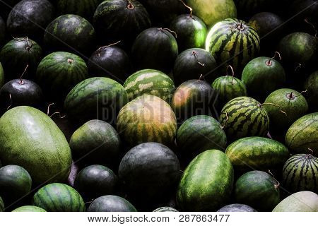 Many Of Ripe Garden Watermelons For Seasonal Storage. Dark Green Watermelon Backgroud.