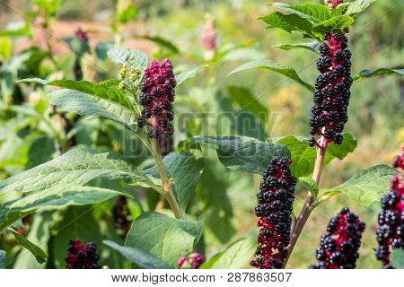 Phytolacca Americana, Pokeweed Berries. Garden Decoration Herbal Plant.