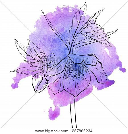 Vector Drawing Flower Of Hellebore At Violet Watercolor, Floral Background, Hand Drawn Botanical Ill