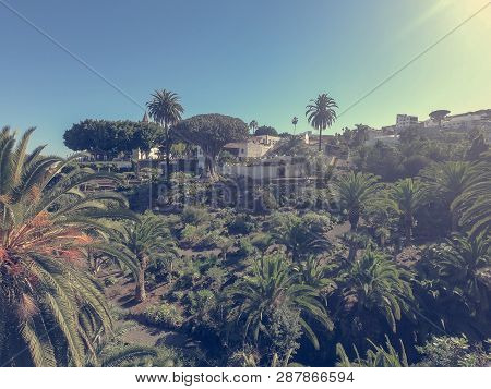 Natural Park With Old Dragon Trees In A Center Of Town.
