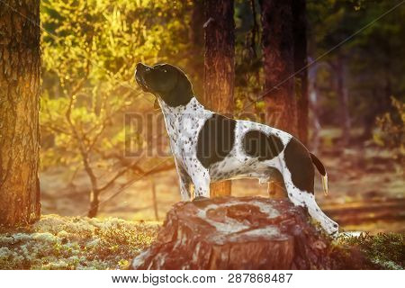 Dog English Pointer Standing In The Wild Forest And Watching Warm Spring Sunset