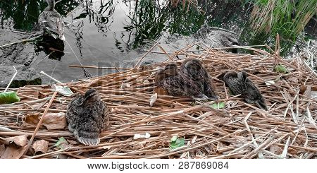 Cute Ducklings Resting In The Nest On The Balatonfured Lake