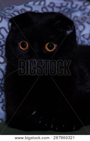 Solid Black Shiny Scottish-fold Kitty Looks Surprised With Its Large Round Yellow Eyes. Black Cat Is