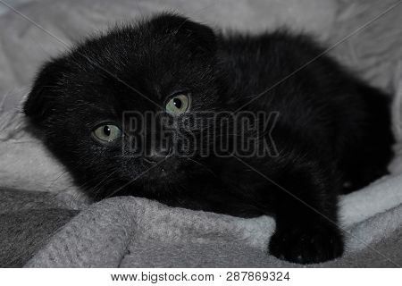 Solid Black Shiny Scottish-fold Kitty Looks Surprised With Its Large Round Yellow Eyes. Black Cat Is