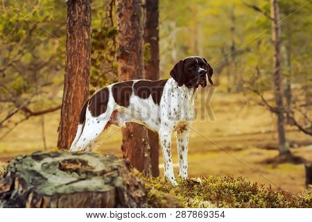 Dog English Pointer Standing In The Wild Woods Under Pine Tree