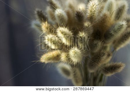 Lagurus, Dried Flowers Lagurus, Bunny Tail Grass Bouquet Close Up