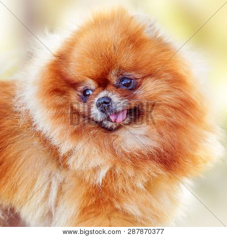 Cute Little Dog Orange Pomeranian Portrait, Closeup