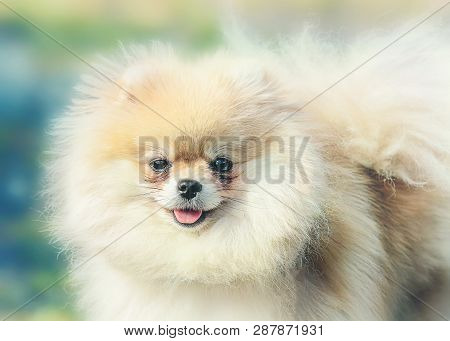 Cute Little Dog Pomeranina Portrait, Closeup, On The Green Background