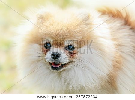 Cute Little Pomeranina Dog Portrat, Closeup On The Yellow Background