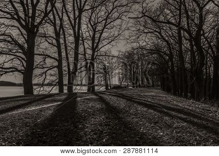 Path With Leaf Old Trees Near Rozmberk Pond In Winter Sunny Day