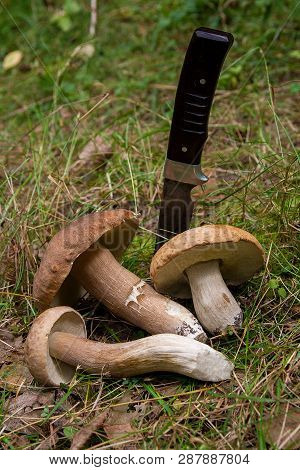Group Of Porcini Mushrooms (boletus Edulis, Cep, Penny Bun, Porcino Or King Bolete) With Knife On Na