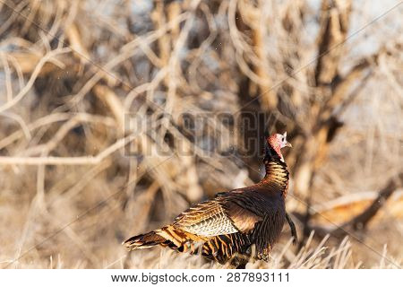 A Wild Turkey Walks Along The Tree Line In Scott City Kansas