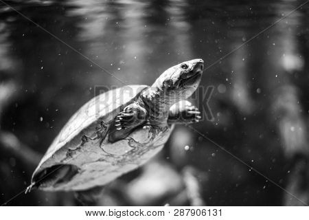 Arrau Turtle (podocnemis Expansa) Swimming In A River