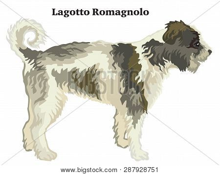 Decorative Outline Portrait Of Standing In Profile Dog  Lagotto Romagnolo, Vector Colorful Illustrat