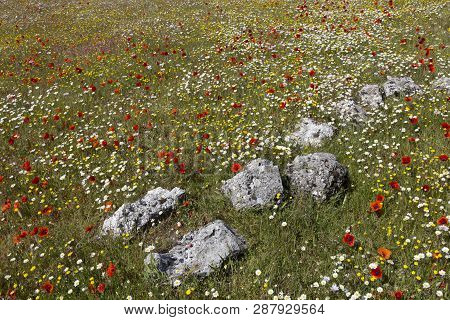 Wild Flowers On The Lower Slopes Of Mount Ainos, Kefalonia, Greece