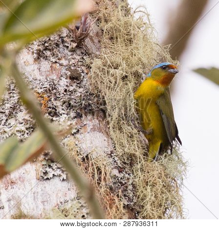 A Colorful Elegant Euphonia (euphonia Elegantissima) Gathers Nesting Material From A Tree In Panama