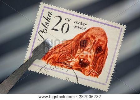 Fort Collins, CO, USA - March 5, 2019: Cocker spaniel dog on a vintage, canceled post stamp from Poland (early 1960s) held by tweezer above  empty stockbook page.
