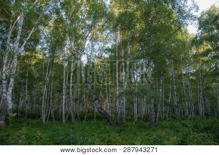 Summer Landscape With Forest In Siberia Khakasia.