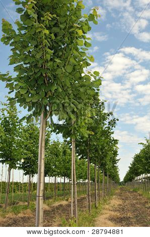 Wiersze o drzewo lipy