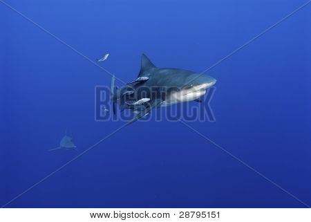 Peeping Bull Shark