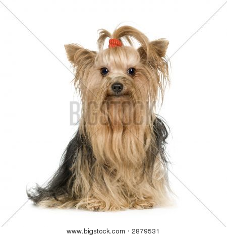Yorkshire-terrier