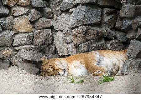 Liger - Hybrid Offspring Of A Male Lion (panthera Leo) And A Female Tiger (panthera Tigris). Female 