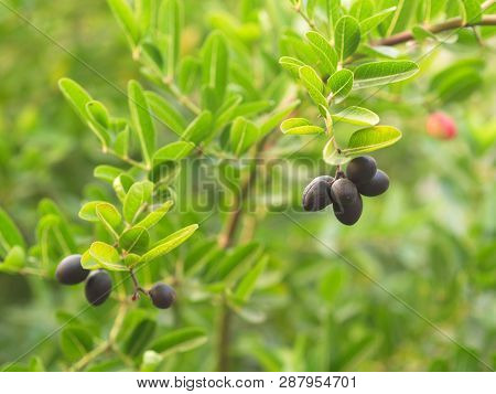 Carunda Or  Karonda Seeds Ripe Pink Or Red Colorful From The Tree. From The Local Village In Thailan