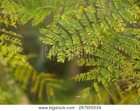 Leucaena Leaf , Green Leaf Background, Green Concept For Organic Life.