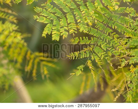 Leucaena Leaf , Green Leaf Background, Green Concept For Organic Life.