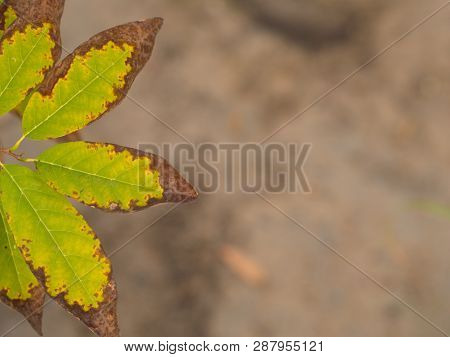 Burn Leaf , Green Leaf Background, Green Concept For Organic Life.