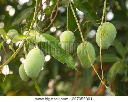 Closeup Of Hanging Mangoes From Mango Farm, Agricultural In Yasothon, Thailand.