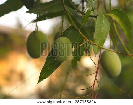 Closeup Of Hanging Mangoes From Mango Farm, Agricultural In Yasothon, Thailand.