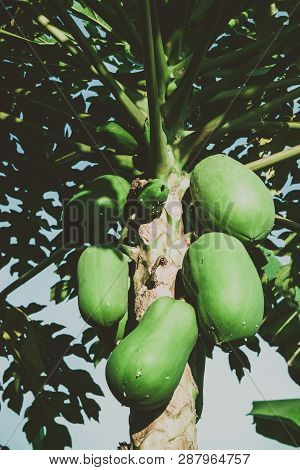 Papaya Tree With Fruits Grown On Organic Farm.