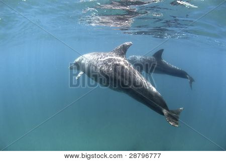 Dolphin Bliss