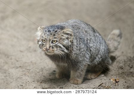 Pallas Cat (otocolobus Manul), Also Known As The Manul