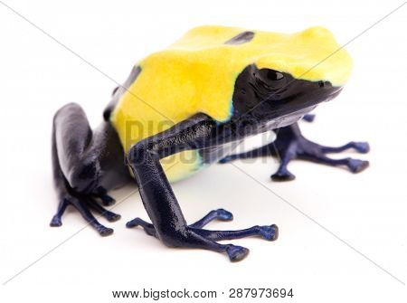 Dendrobates tinctorius, citronella. A yellow and blue poison dart frog from the Amazon rain forest of Suriname. Isolated on white baclground