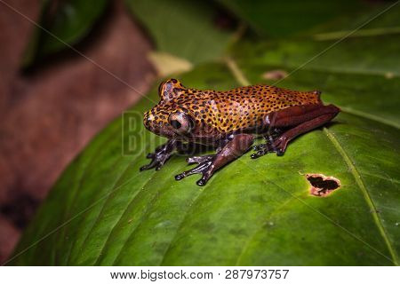 tropical tree frog Hypsiboas geographicus, an exotic amphibian animal from the jungles of Colombia, Peru Brazil Ecuador and Bolivia