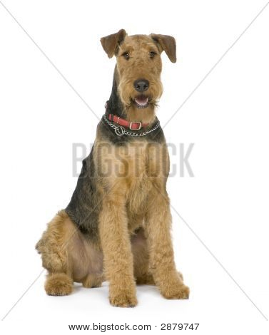 Airedale เทร์เรียร์ (1 ปี)