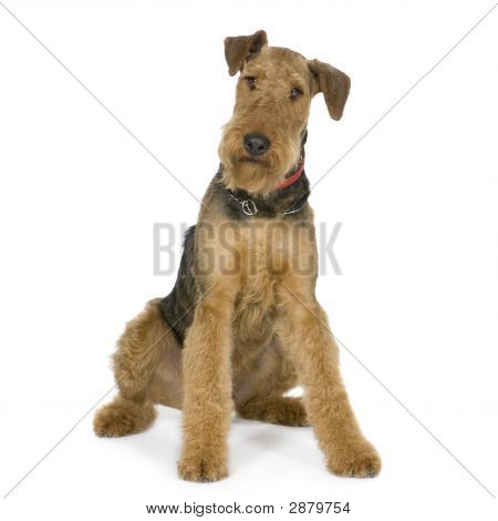 Airedale เทร์เรียร์ (1 ปี)