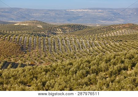 Olive Tree Fields In Andalusia. Spanish Agricultural Harvest Landscape. Jaen